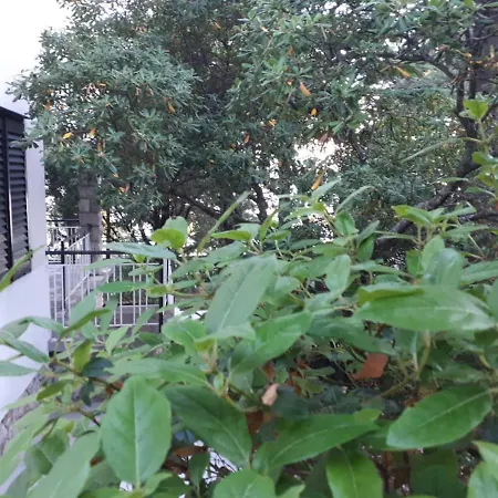 Darinka * ノヴィ・ヴィノドロスキー