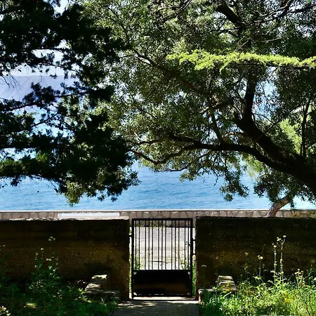 Darinka * ノヴィ・ヴィノドロスキー